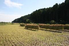 Rice Harvest